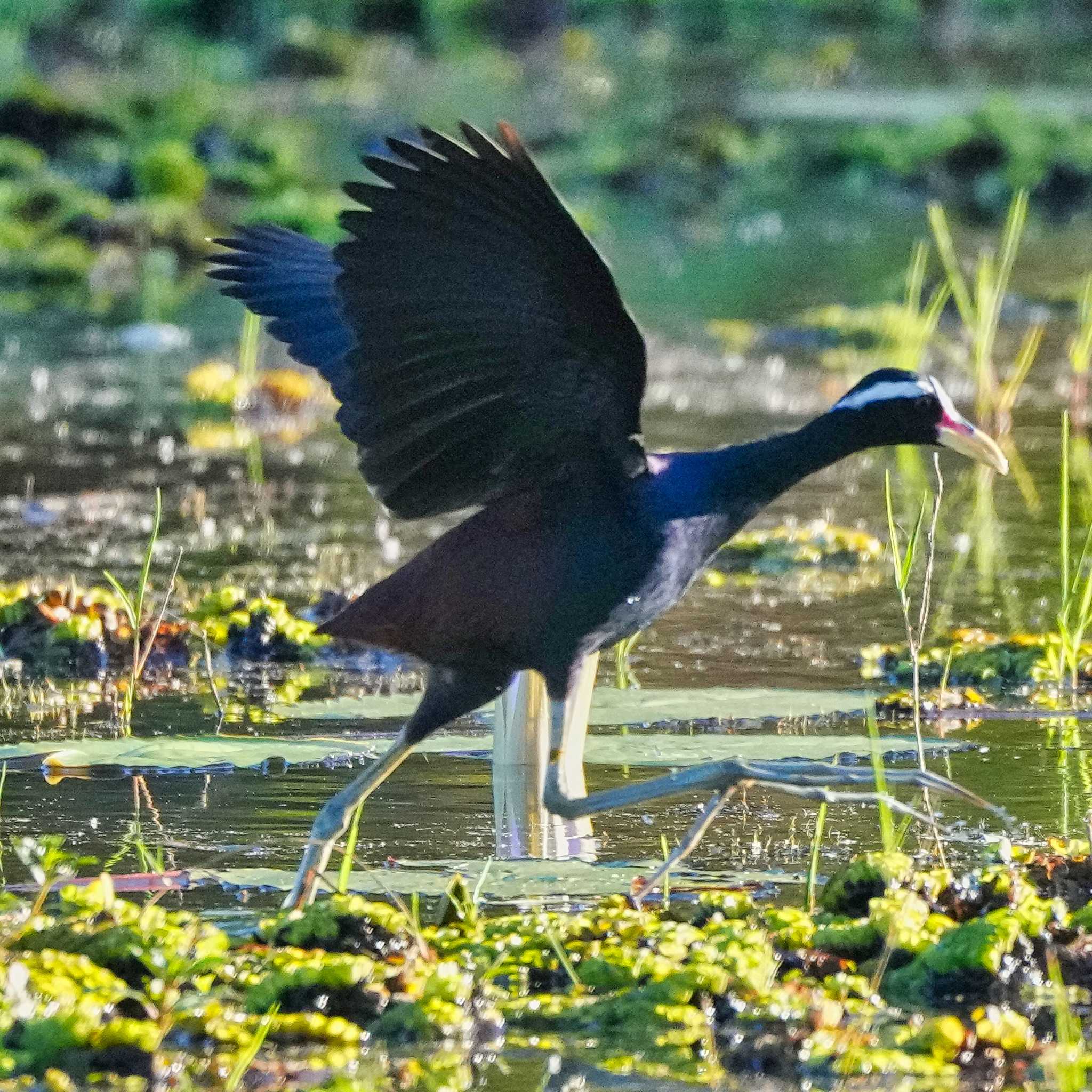 Photo of Bronze-winged Jacana at Bueng Lahan by span265