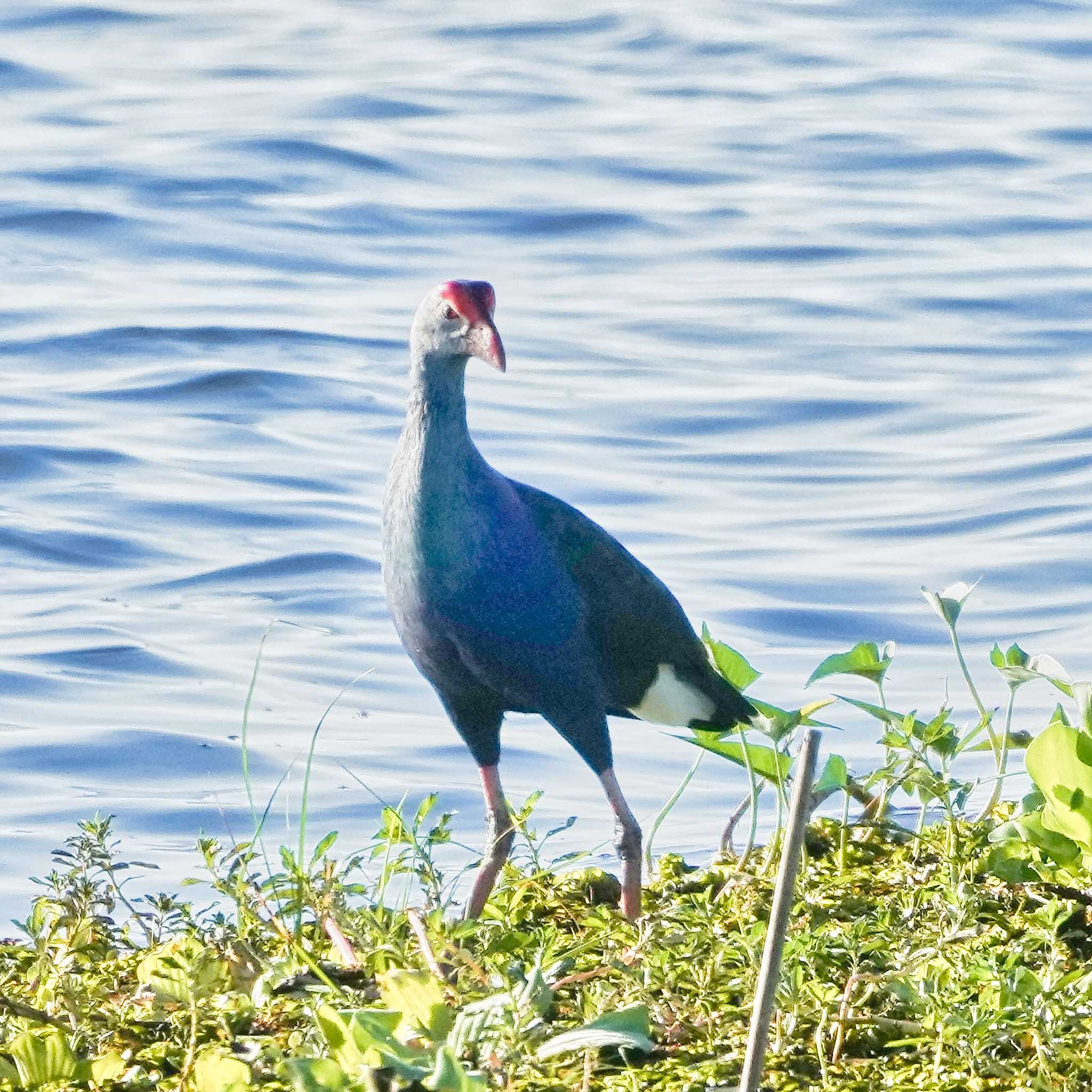 Bueng Lahan ハイガシラセイケイの写真 by span265