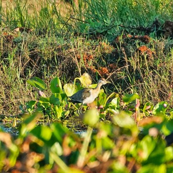 Bronze-winged Jacana Bueng Lahan Fri, 11/19/2021