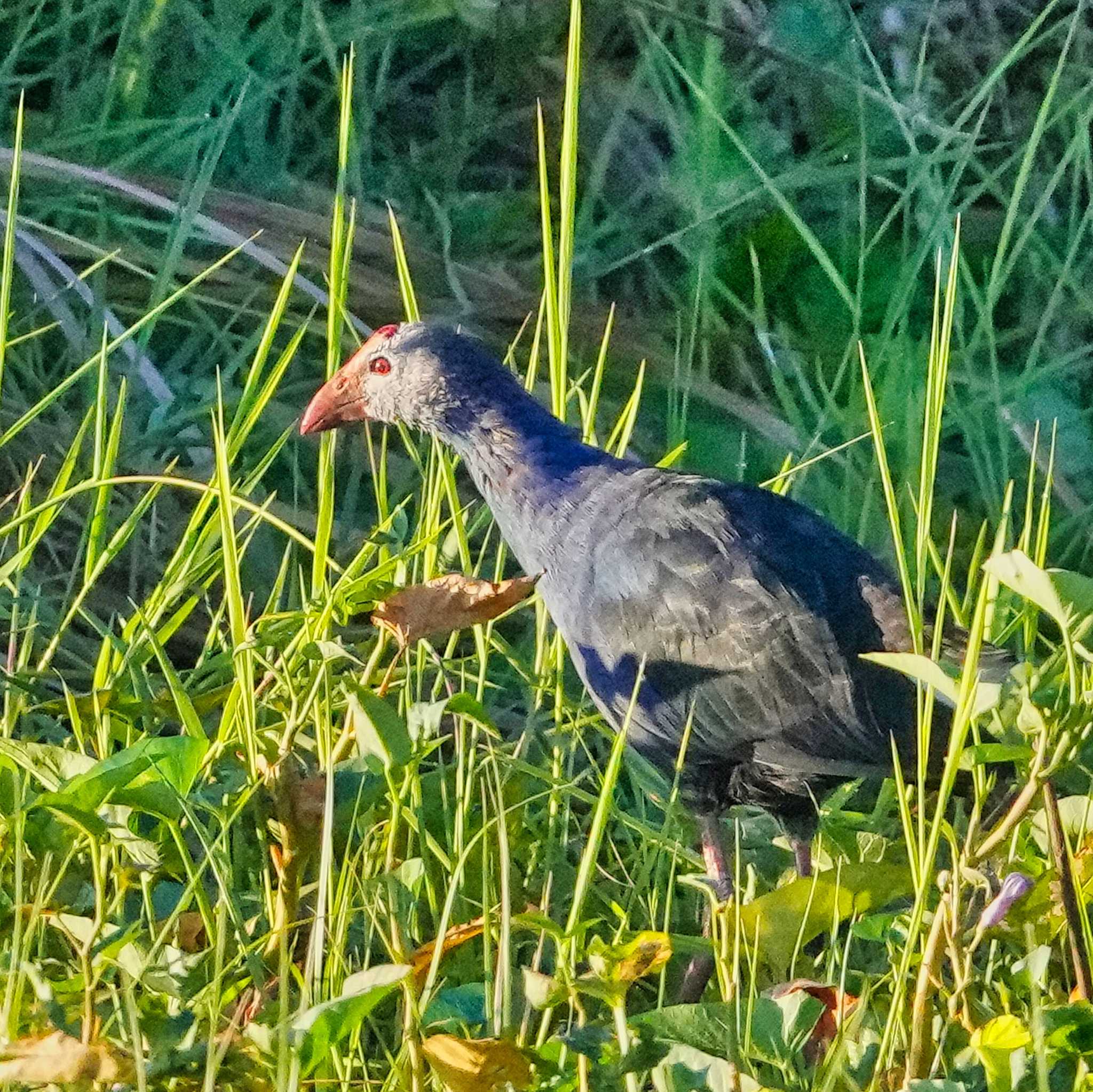 Photo of Grey-headed Swamphen at Bueng Lahan by span265