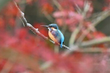 カワセミ 四季の森公園(横浜市緑区) 2021年11月23日(火)