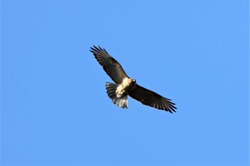 Eastern Buzzard 四季の森公園(横浜市緑区) Tue, 11/23/2021