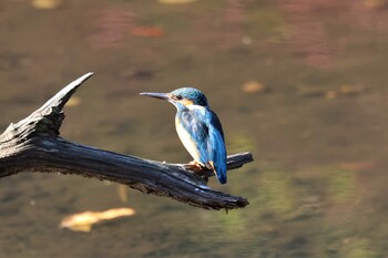 カワセミ 四季の森公園(横浜市緑区) 2021年11月23日(火)