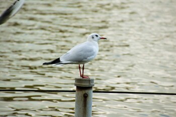 ユリカモメ 不忍池(上野恩賜公園) 2021年11月23日(火)