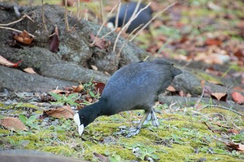 オオバン 不忍池(上野恩賜公園) 2021年11月23日(火)