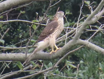 2020年10月11日(日) 葛西臨海公園の野鳥観察記録