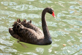 Black Swan 茨城県 Tue, 11/23/2021