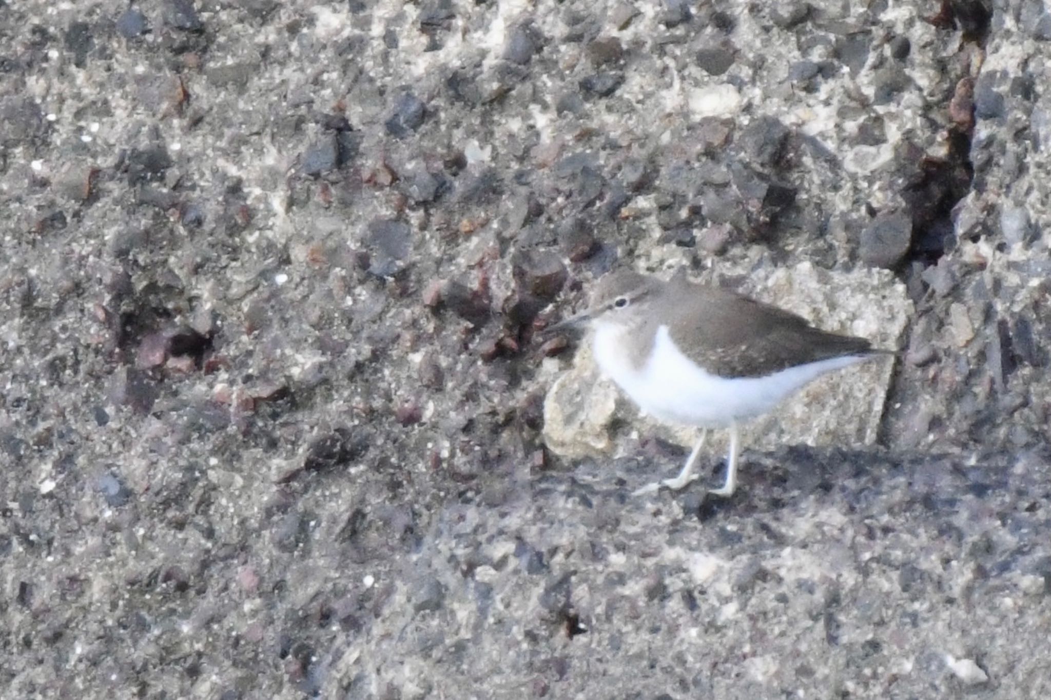 Common Sandpiper