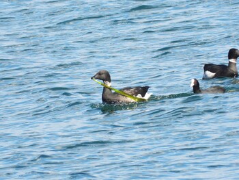 Brant Goose 志津川湾 Tue, 11/23/2021