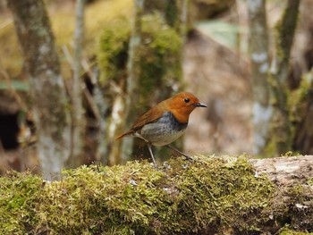 Japanese Robin 峠 Mon, 5/15/2017