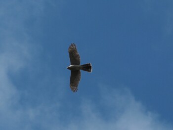 Eurasian Sparrowhawk 八柱霊園 Tue, 11/23/2021