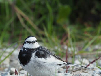 White Wagtail 八柱霊園 Tue, 11/23/2021