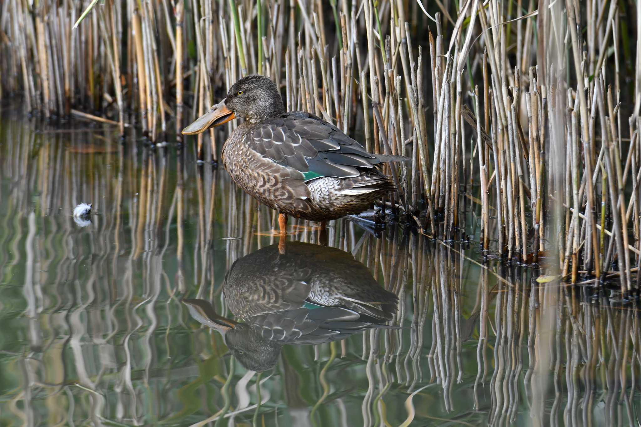 Northern Shoveler