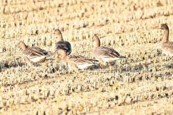 2021年11月20日(土) 伊豆沼の野鳥観察記録