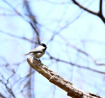 Willow Tit 光徳牧場 Tue, 5/16/2017