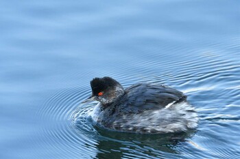 2021年11月23日(火) ふなばし三番瀬海浜公園の野鳥観察記録