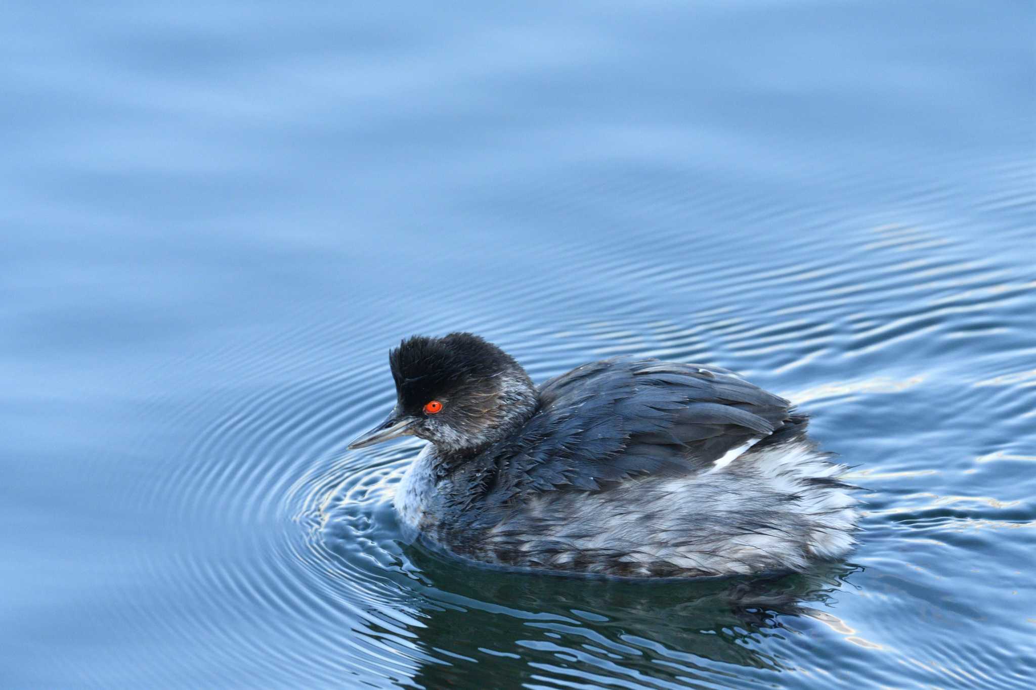 ふなばし三番瀬海浜公園 ハジロカイツブリの写真 by 80%以上は覚えてないかも