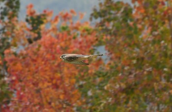 Common Kestrel 麻機遊水地 Sun, 11/21/2021