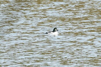 Common Goldeneye 赤川(新川橋周辺) Sun, 11/21/2021