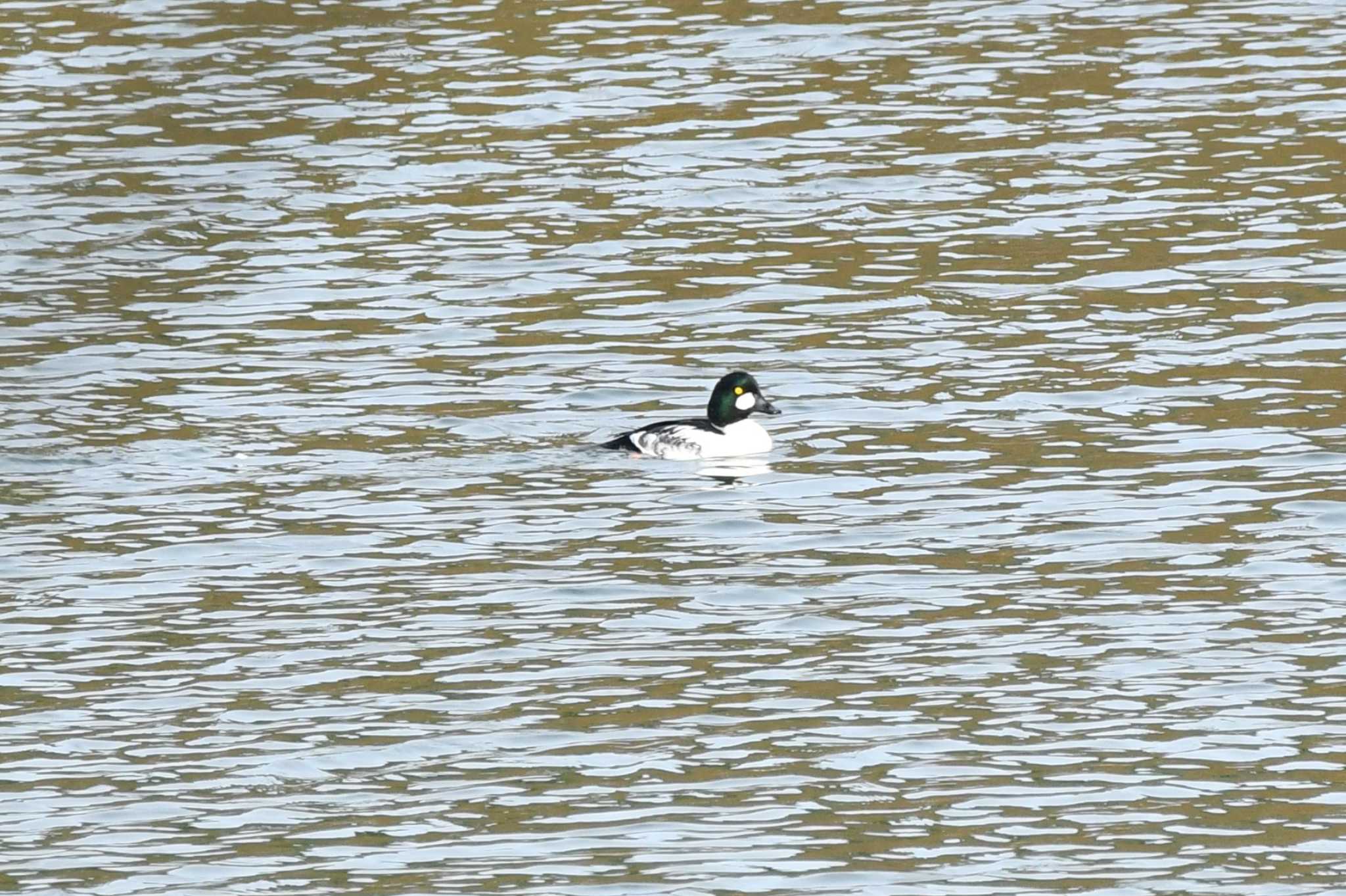 Photo of Common Goldeneye at 赤川(新川橋周辺) by のぶ