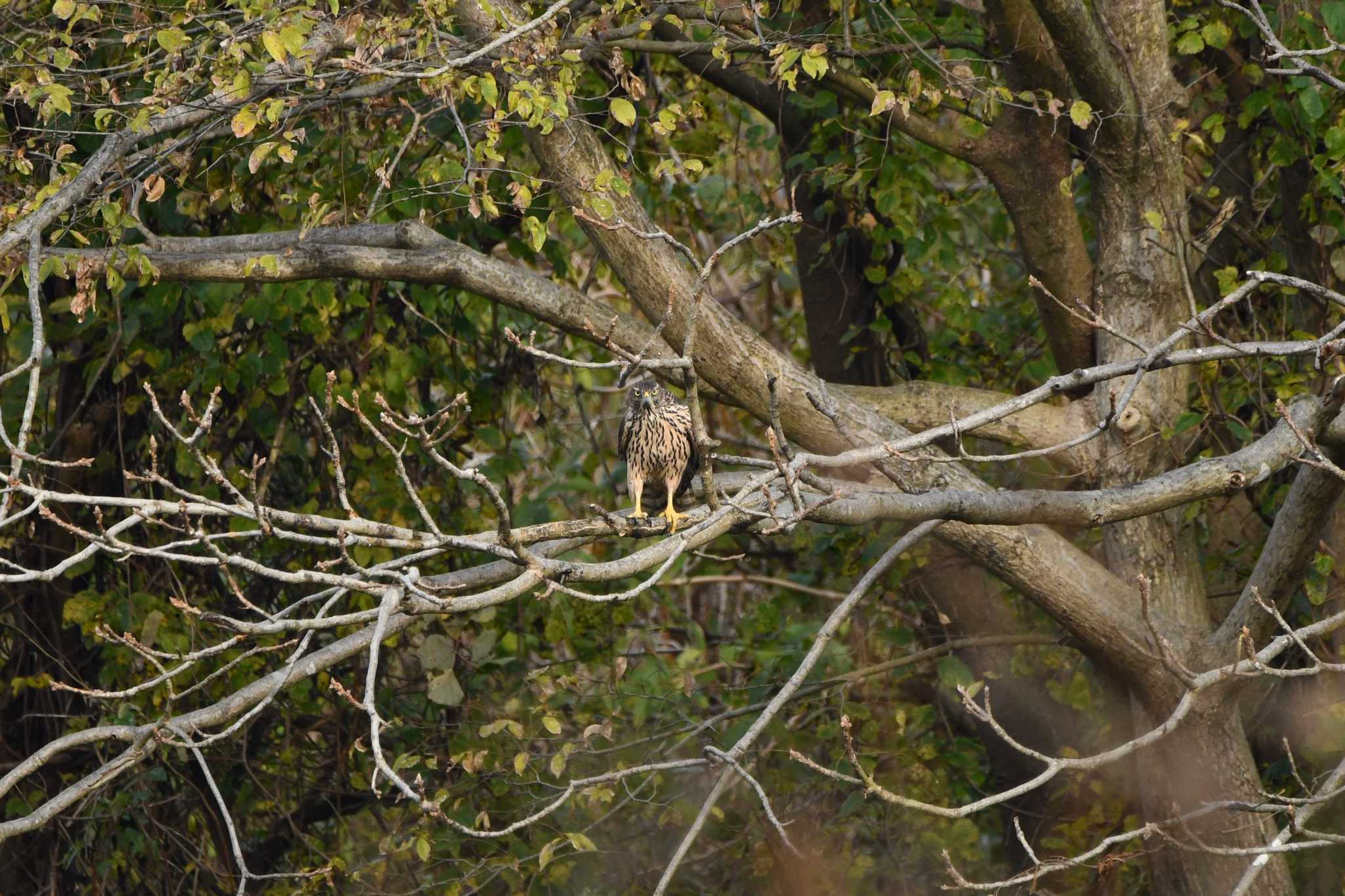 Photo of Eurasian Goshawk at 赤川(新川橋周辺) by のぶ