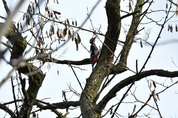 2021年11月21日(日) 赤川(新川橋周辺)の野鳥観察記録