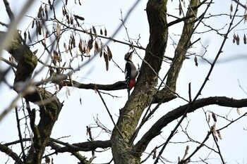 アカゲラ 赤川(新川橋周辺) 2021年11月21日(日)