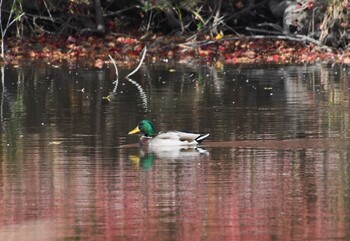 Mallard 麻機遊水地 Sun, 11/21/2021