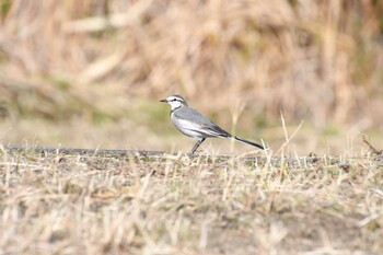 White Wagtail 麻機遊水地 Sun, 11/21/2021