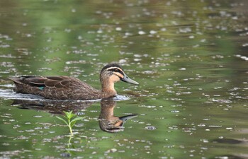 Pacific Black Duck ケアンズ Mon, 10/21/2019