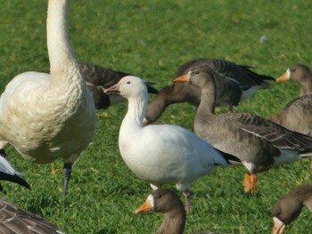 2021年11月23日(火) 長都沼(千歳市)の野鳥観察記録