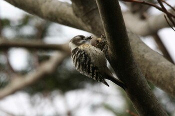 Japanese Pygmy Woodpecker 十勝 Tue, 11/16/2021