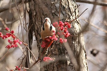 Great Spotted Woodpecker Lake Utonai Wed, 11/17/2021