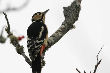 Great Spotted Woodpecker 根室 Mon, 11/15/2021