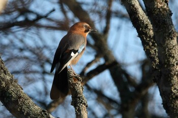 Eurasian Jay(brandtii) 厚岸 Mon, 11/15/2021