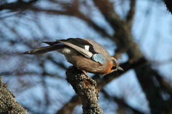 Eurasian Jay(brandtii) 厚岸 Mon, 11/15/2021