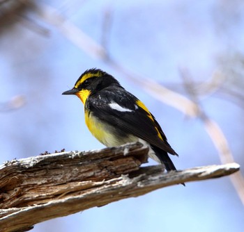 Narcissus Flycatcher Senjogahara Marshland Tue, 5/16/2017