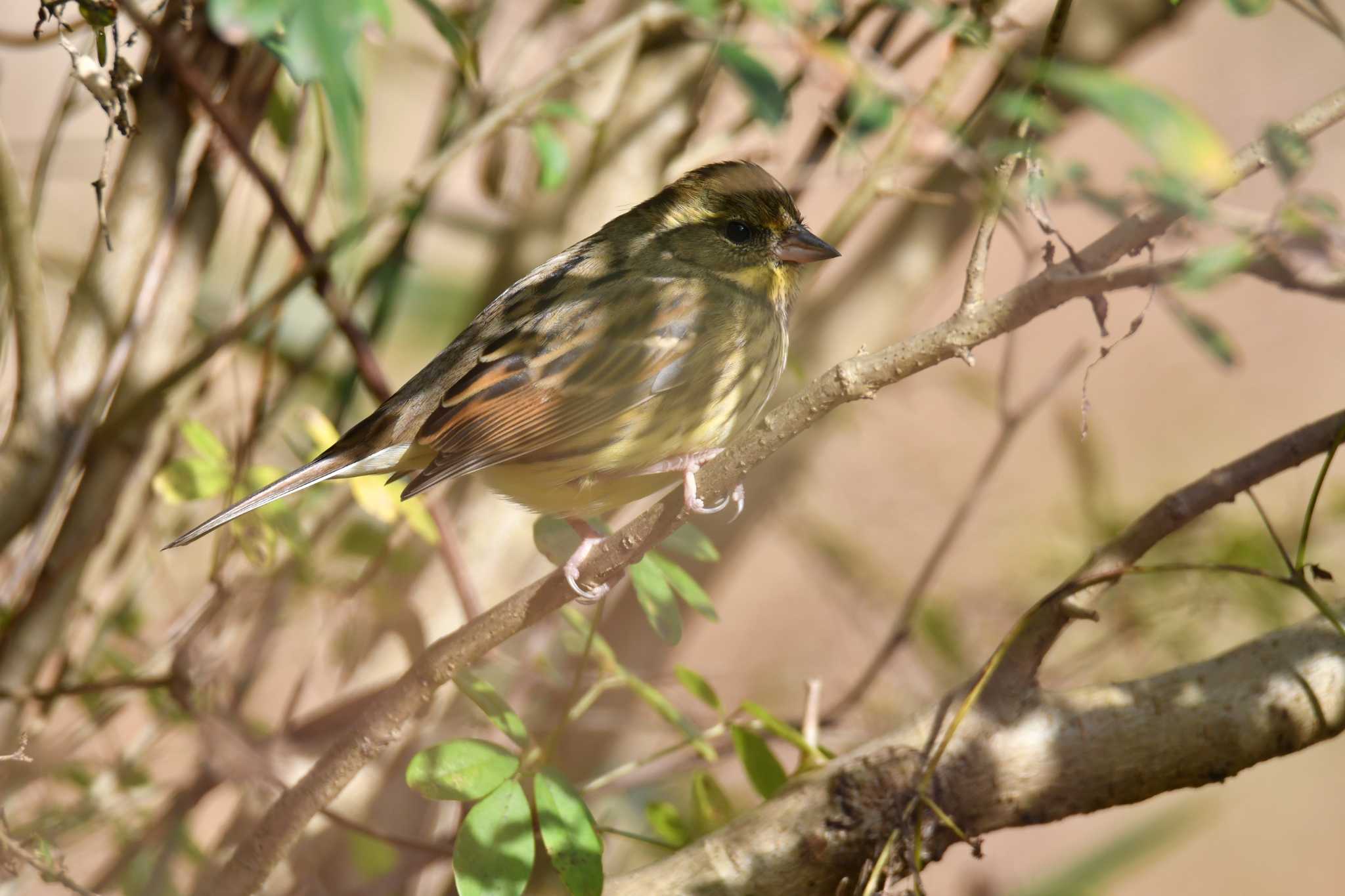 Masked Bunting