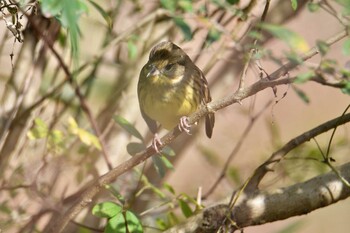 Masked Bunting Maioka Park Tue, 11/23/2021