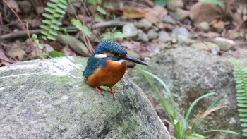 Common Kingfisher 天和公園(台北) Sat, 11/20/2021