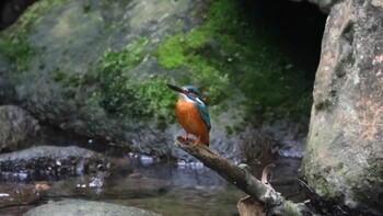 カワセミ 天和公園(台北) 2021年11月20日(土)