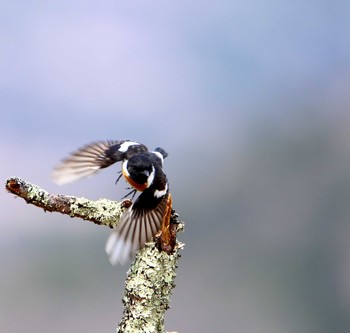 Amur Stonechat Senjogahara Marshland Tue, 5/16/2017