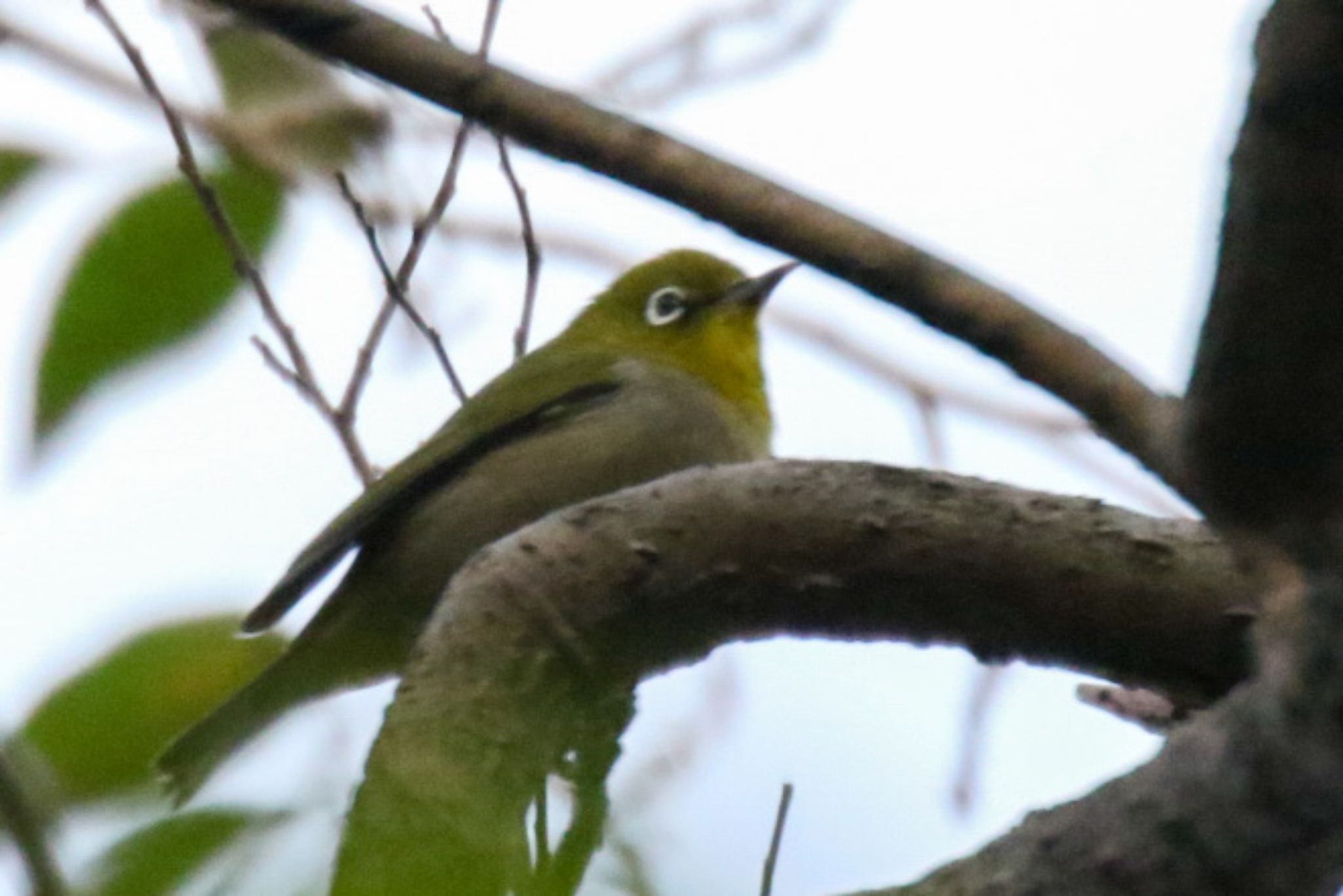 Photo of Warbling White-eye at 大町自然観察園 by もみじ