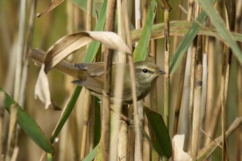 Tue, 11/23/2021 Birding report at 大町自然観察園