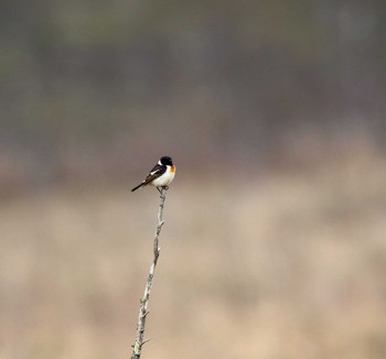 Amur Stonechat Senjogahara Marshland Tue, 5/16/2017