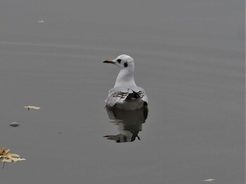 ユリカモメ 水元公園 2021年11月22日(月)