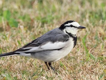 2021年11月19日(金) 新城市海倉橋グランドの野鳥観察記録