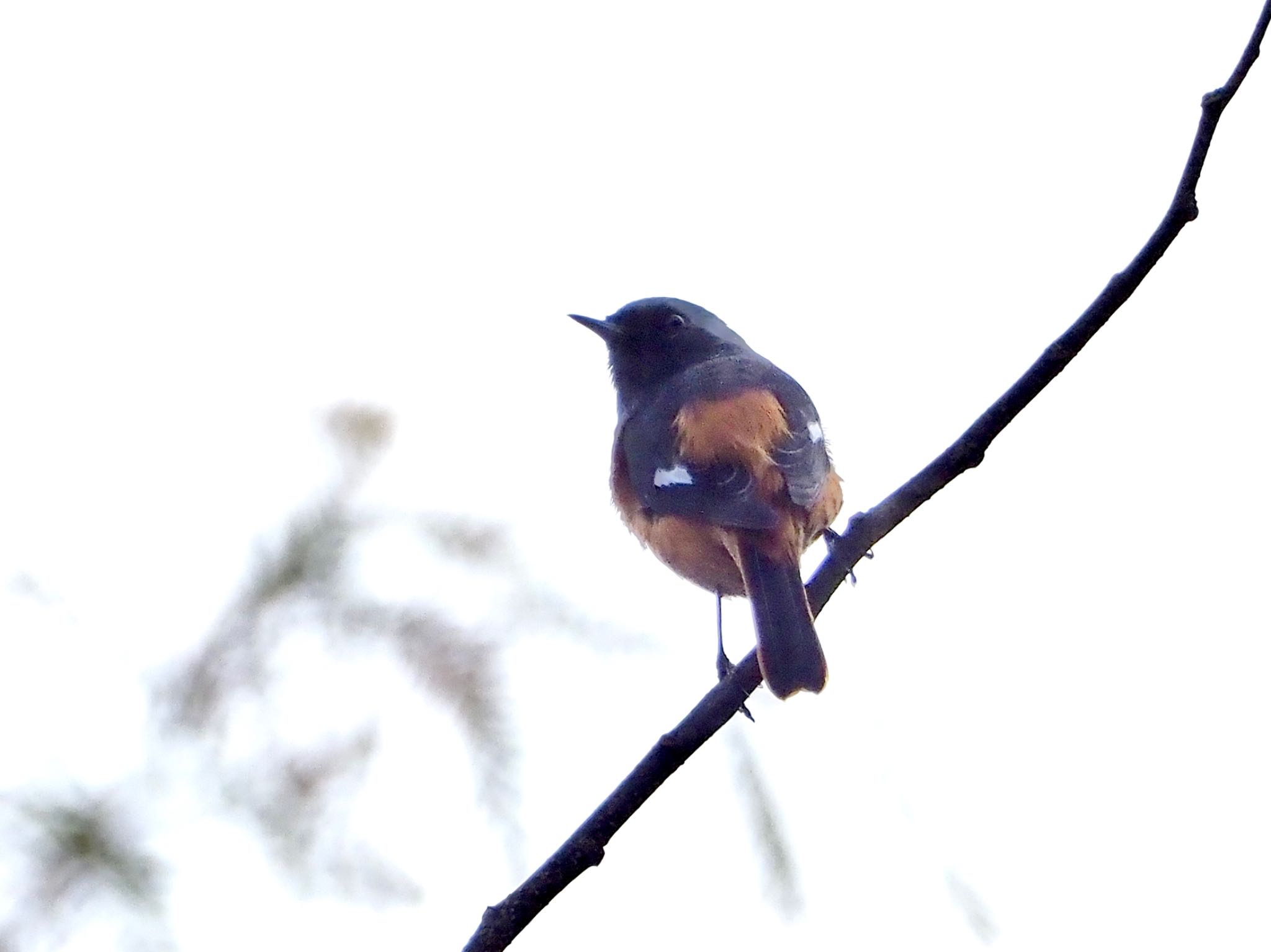 Daurian Redstart