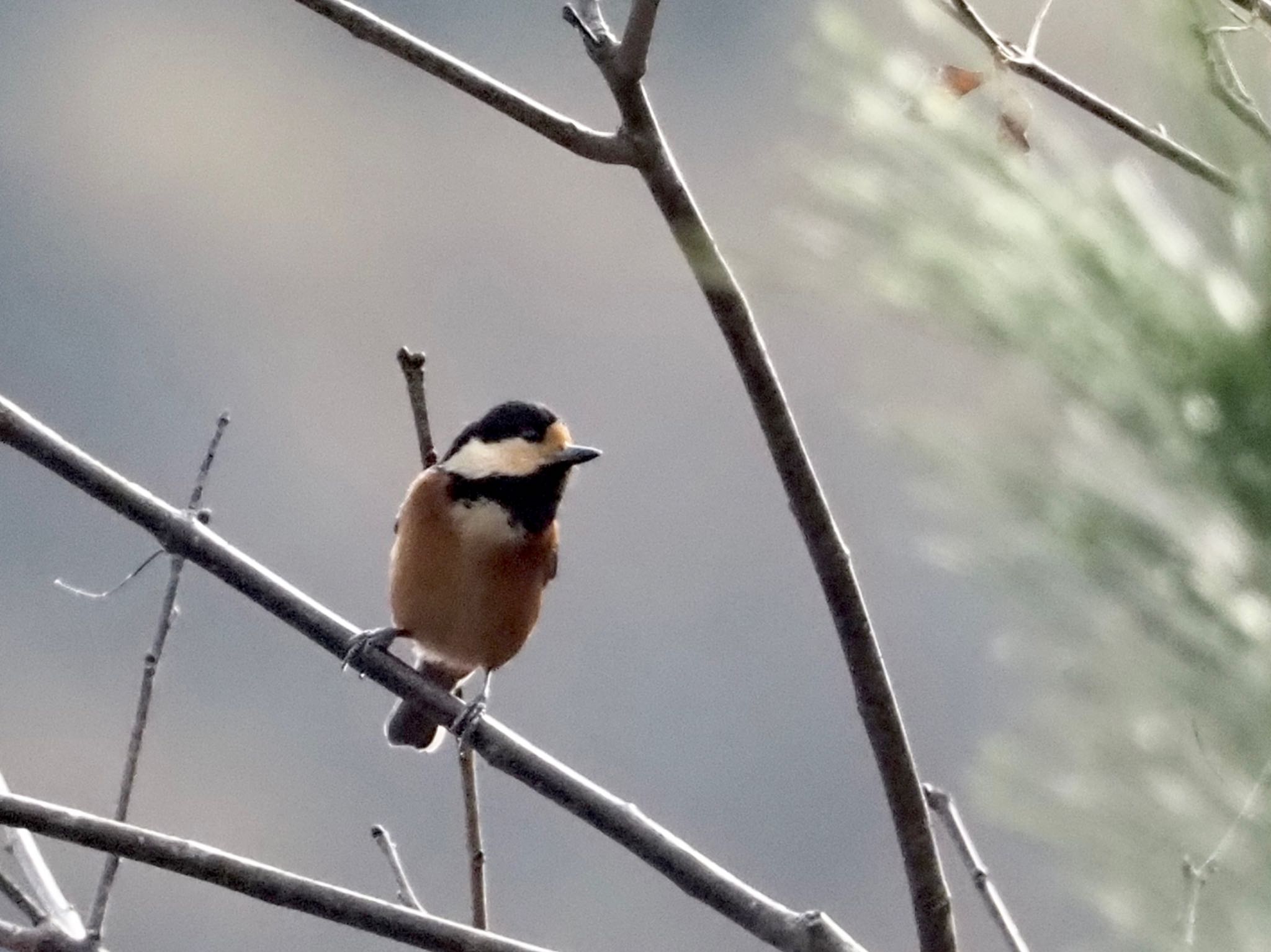 Varied Tit