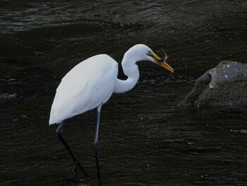 2021年11月20日(土) 武庫川の野鳥観察記録